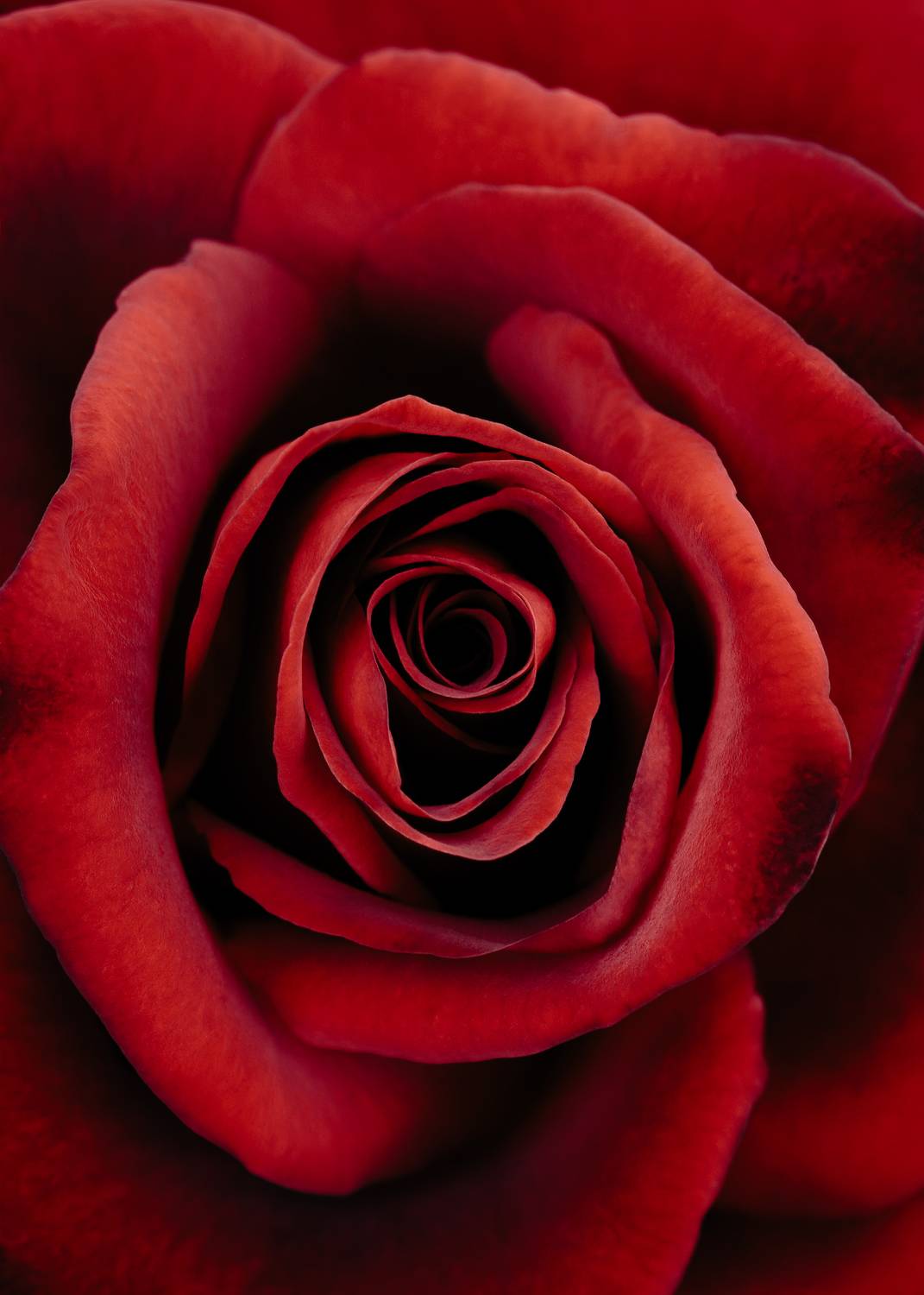 роза, красный, цветок, rose, red, flower,  Eirene