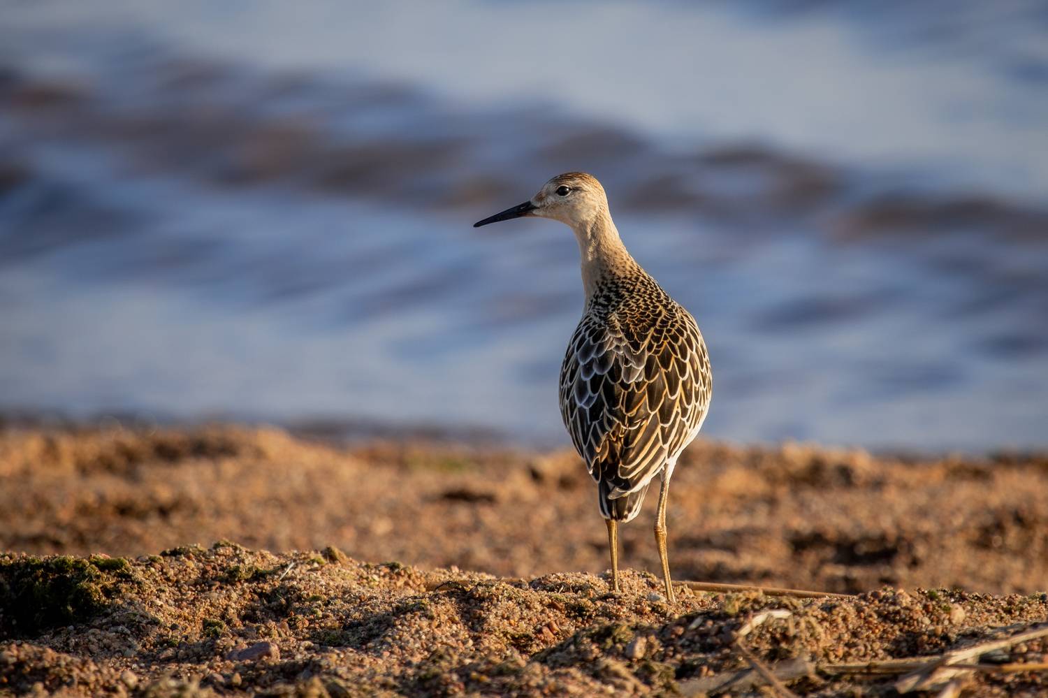 природа России, птицы России, кулики, турухтан, бердвотчинг, Кормашова Татьяна