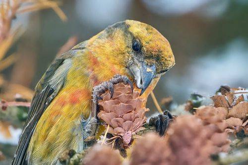 Клесты-еловики