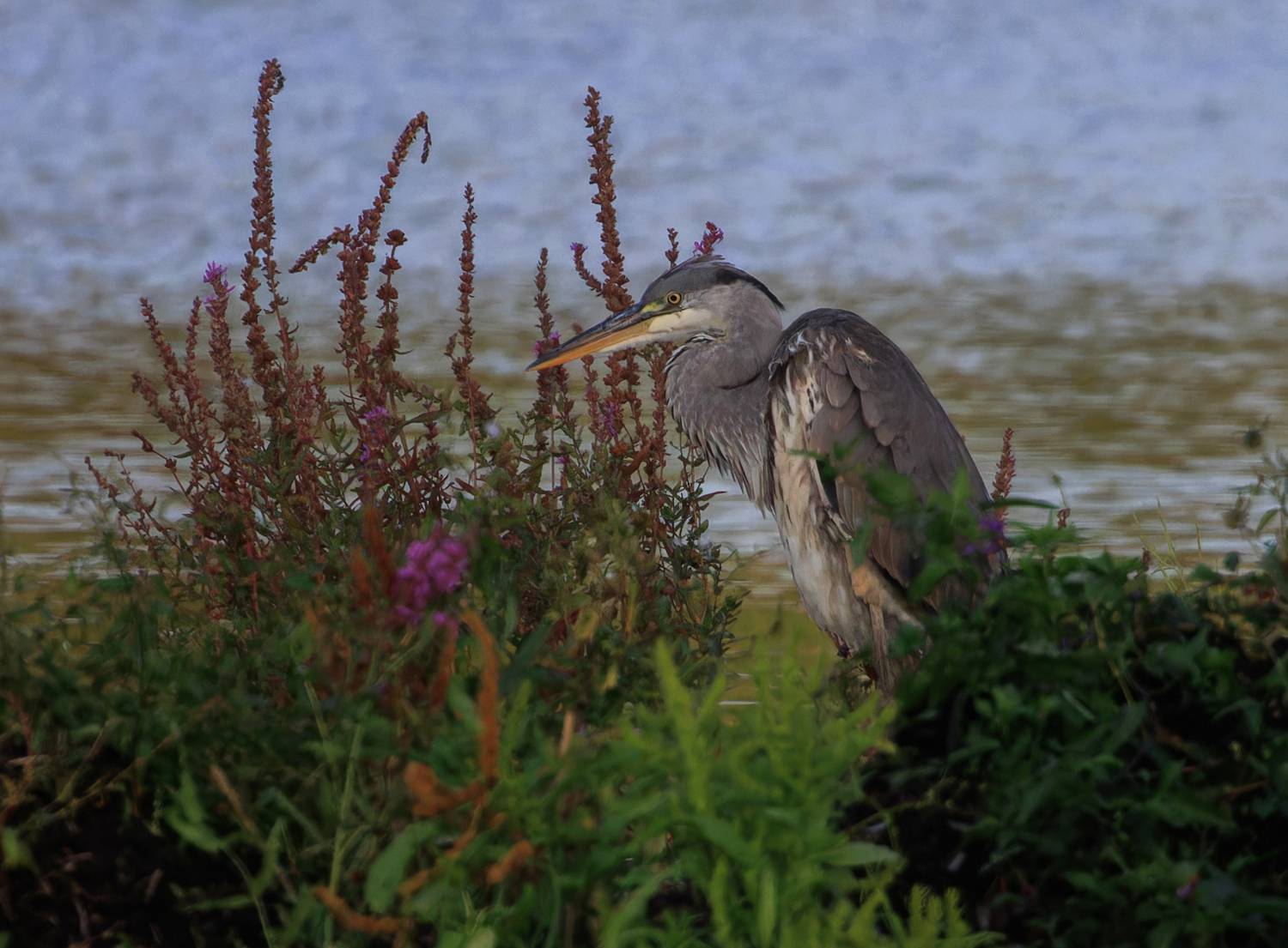 цапля, озеро, вечер, заросли, Светлана Холодняк