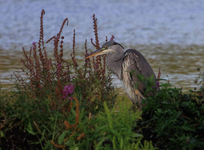 цапля, озеро, вечер, заросли цапля перед сном фото превью