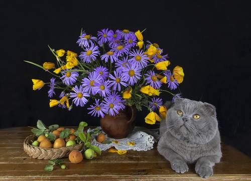 Коттюрморт)))) Маркиз, Миша и Шкипер