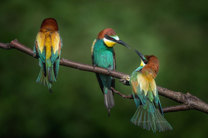 bee-eater Мои любимые щурки фото превью