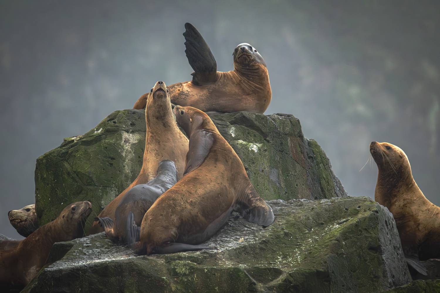 , Лаврентьев Александр