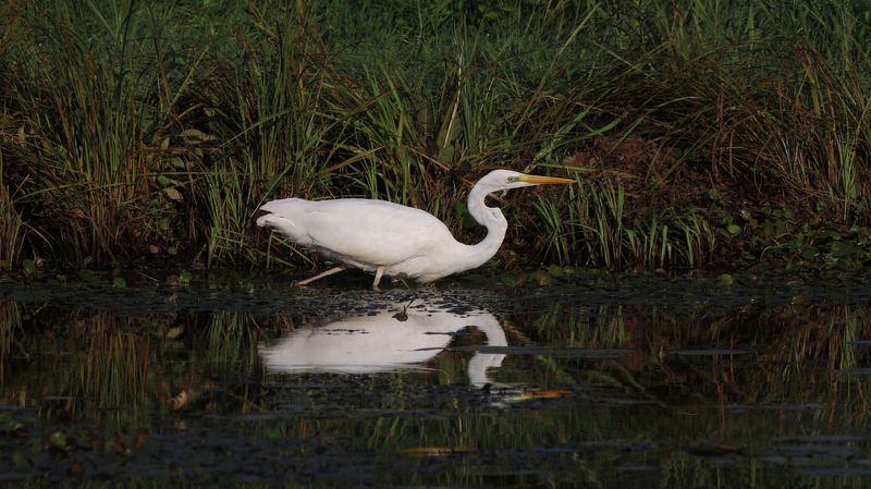 большая белая цапля, цапля, ardea alba, heron, great egret Охотница фото превью