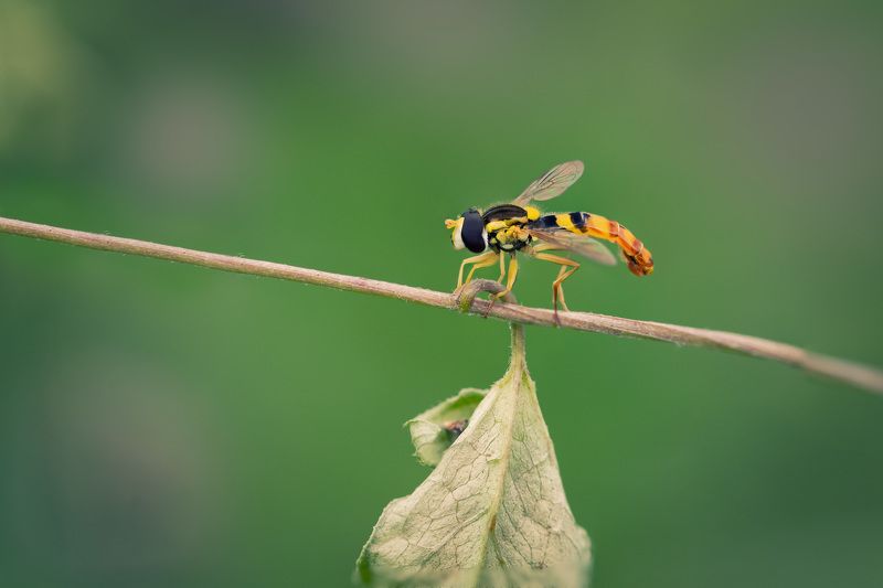 А осень так близко... фото превью