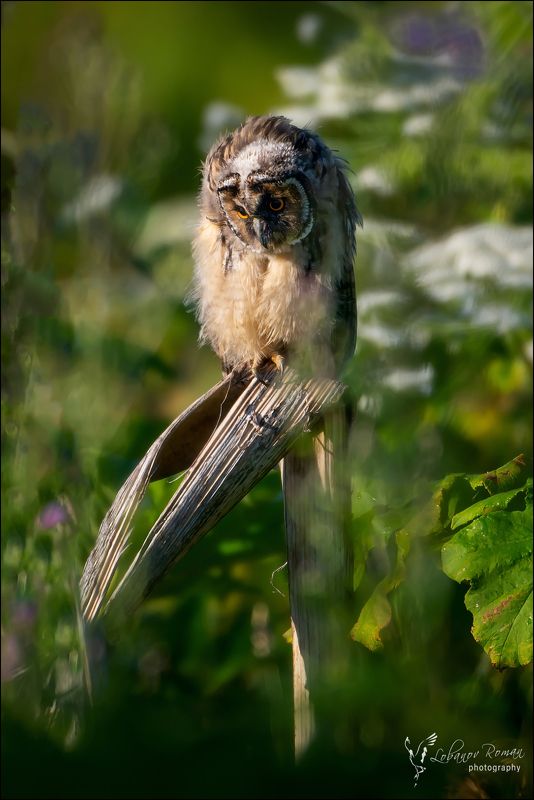 * * * фото превью