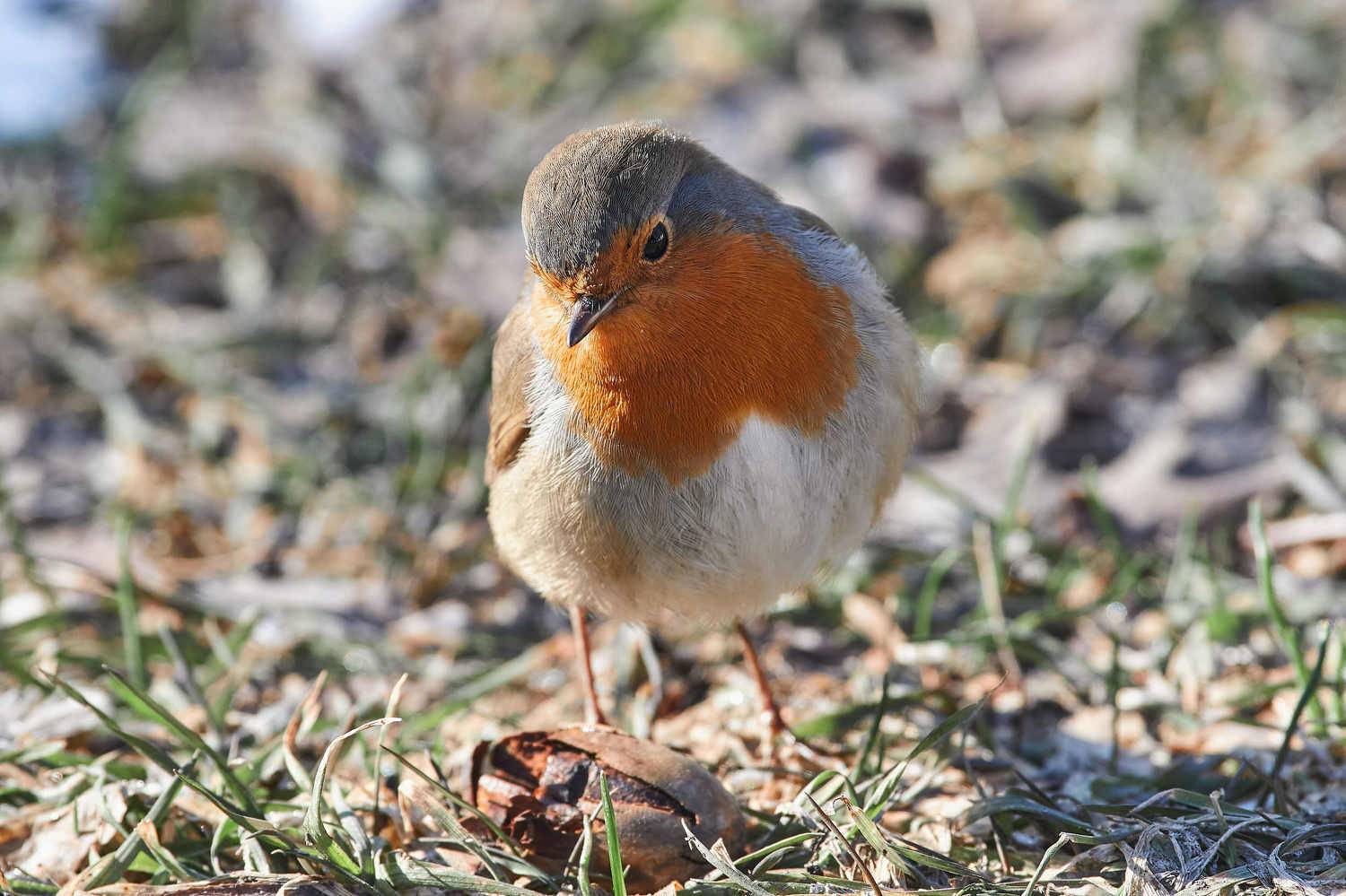 bird, birds, volgograd, russia, wildlife, , Павел Сторчилов