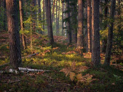 В утреннем лесу.