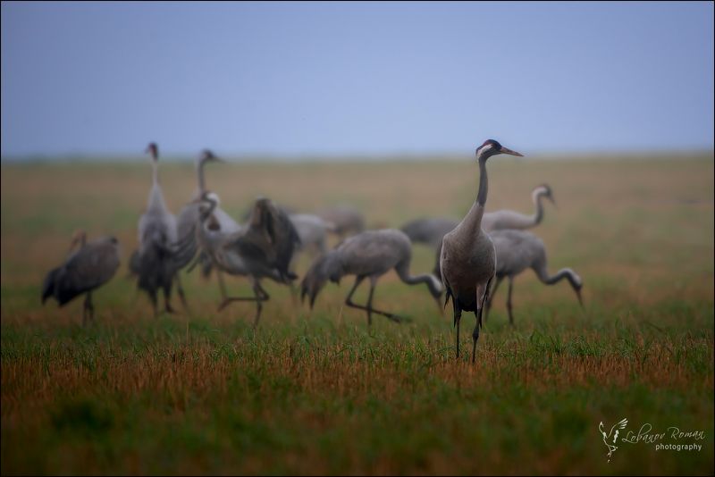 * * * фото превью