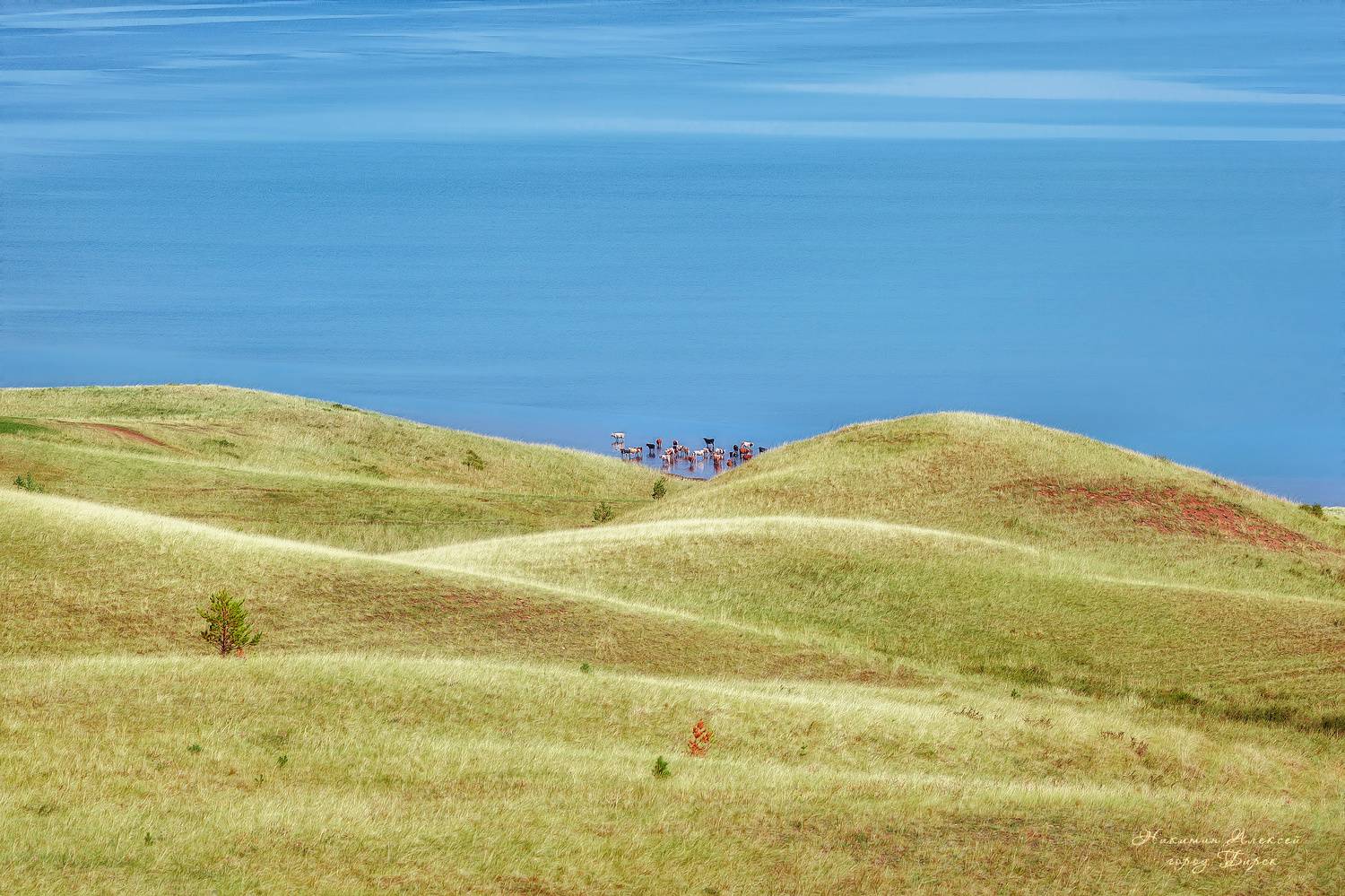 , Никитин Алексей