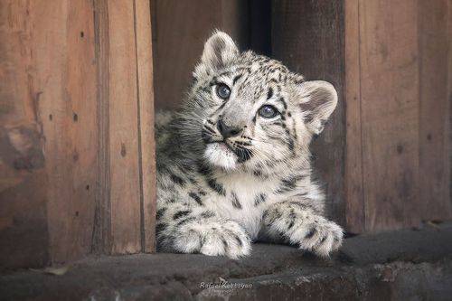 Трех месячный малыш ирбиса\ 3 months old snow leopard cub