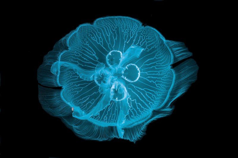 Moon jellyfish фото превью