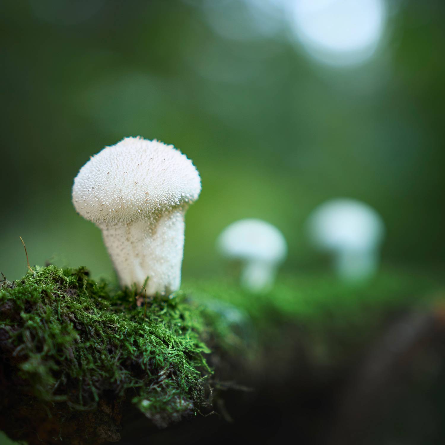 , Валерий Вождаев