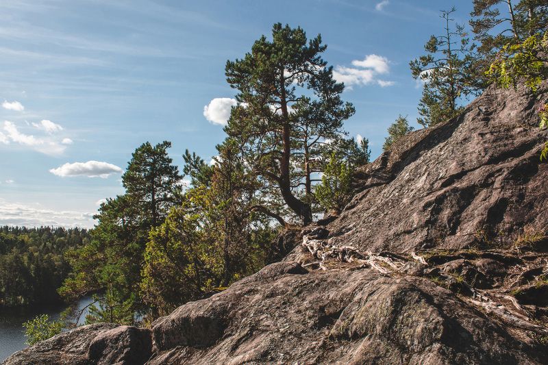 Сквозь камни фото превью