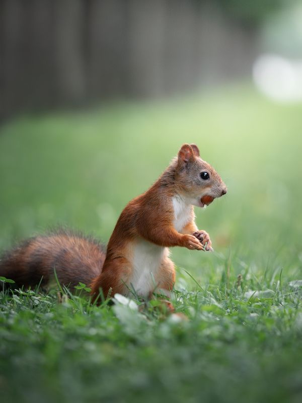 Из жизни белок... фото превью