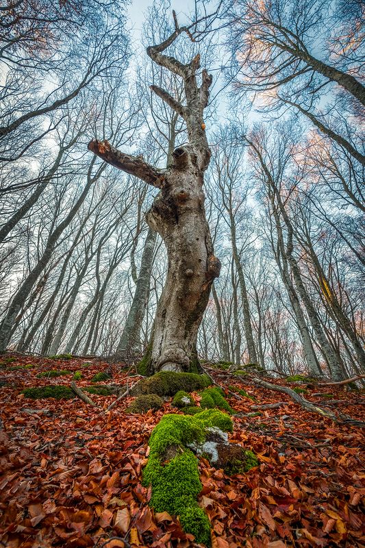 *** фото превью