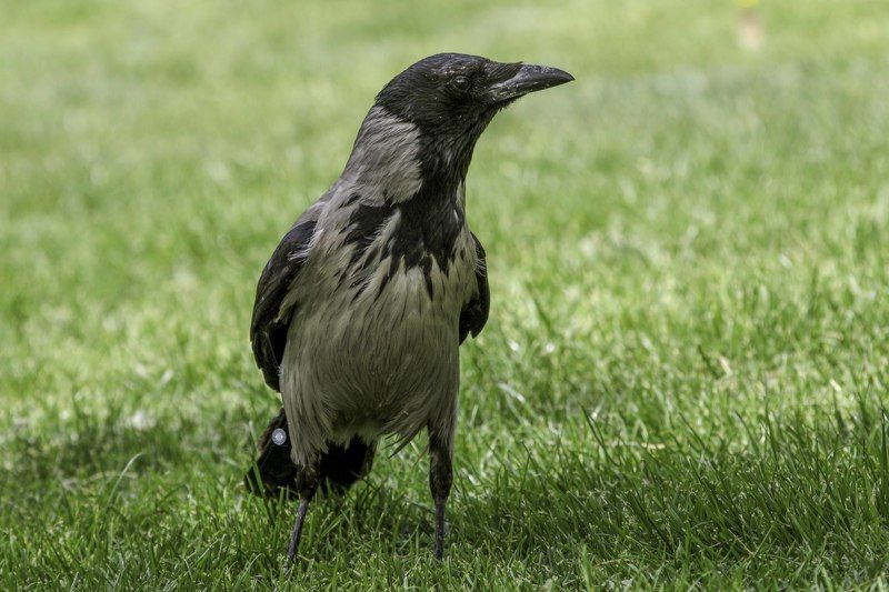 Hooded crow фото превью