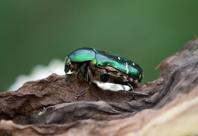 Поел, теперь можно и поспать фото превью