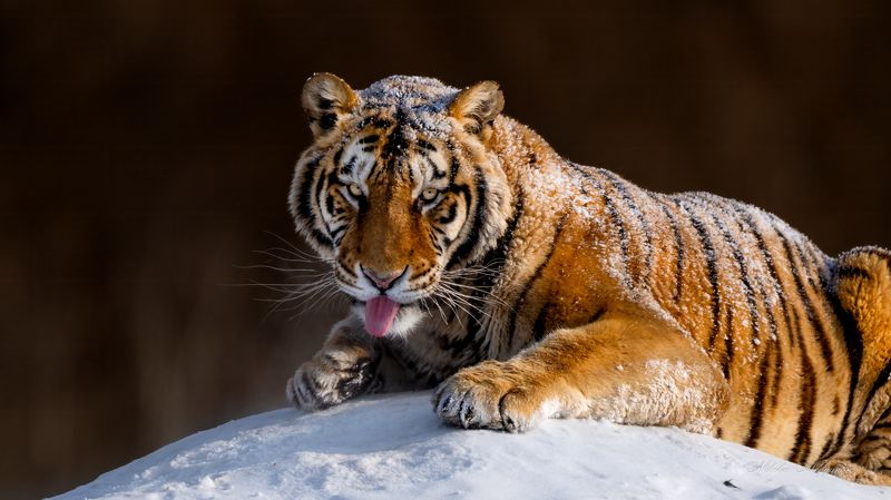 Я мороза не боюсь фото превью