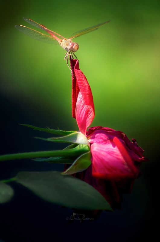 Стрекоза, лето красное пропела... фото превью