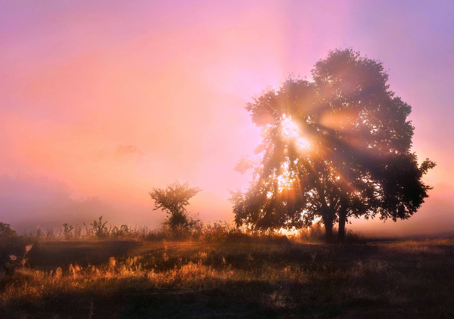 пейзаж, август, луга, рассвет, nature, Буглак Инна