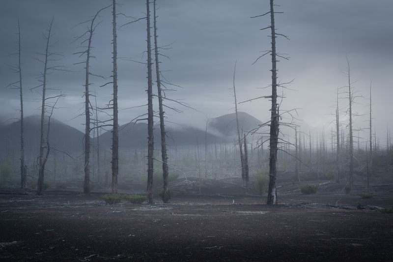 Мертвый лес фото превью