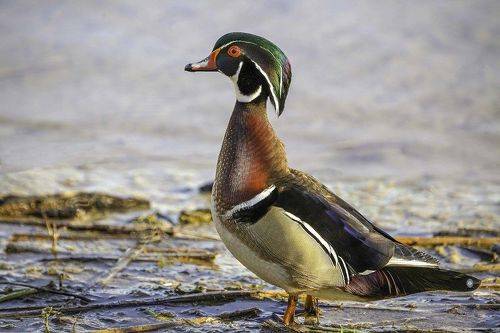 Wood duck