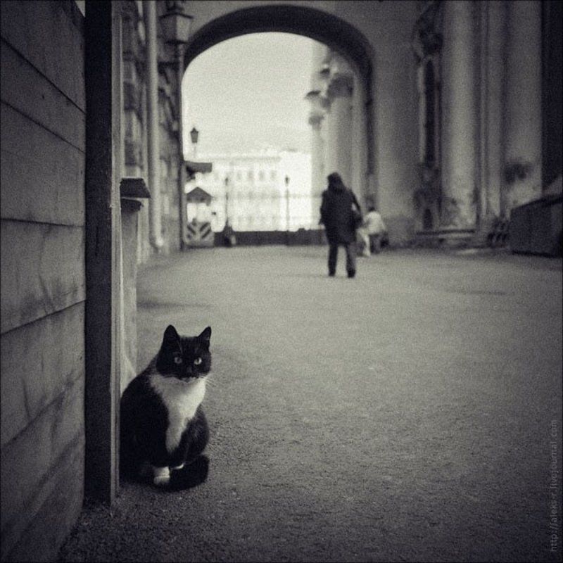 питер,осень,эрмитаж,кошки Котейко. фото превью