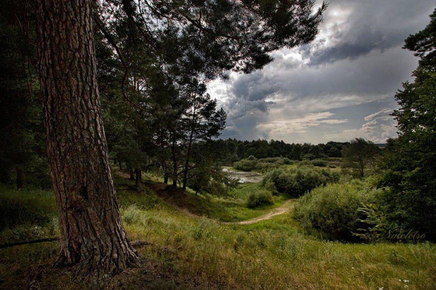 лес, Nateletro