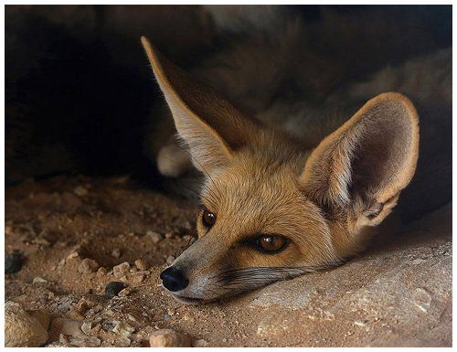 Песчаная лисица (Vulpes ruppelli).