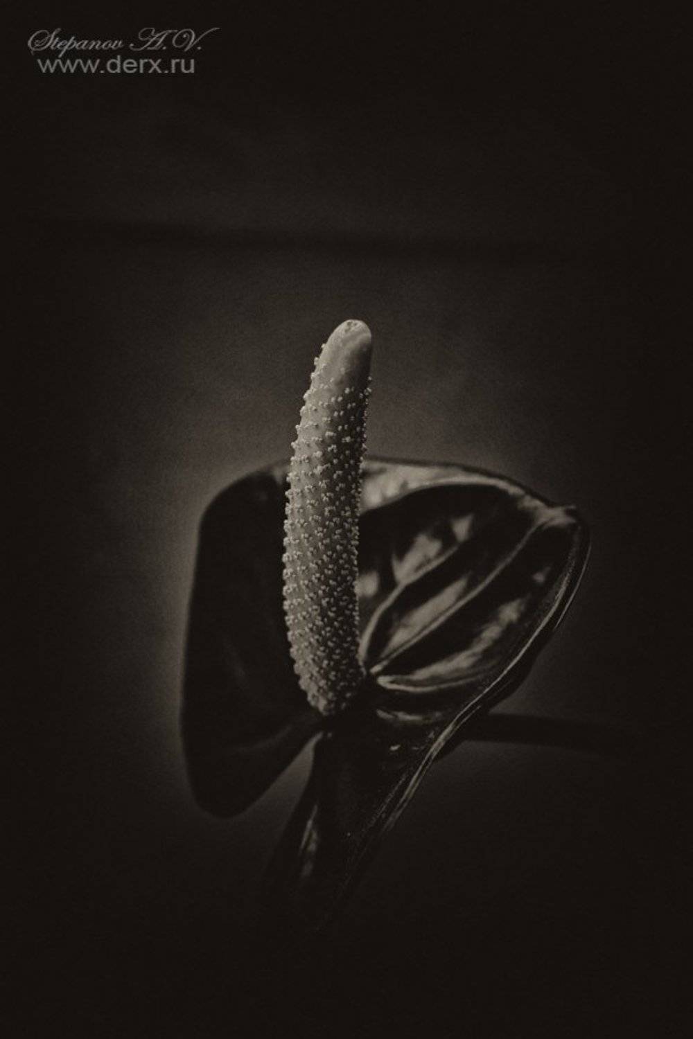 up, Александр Степанов