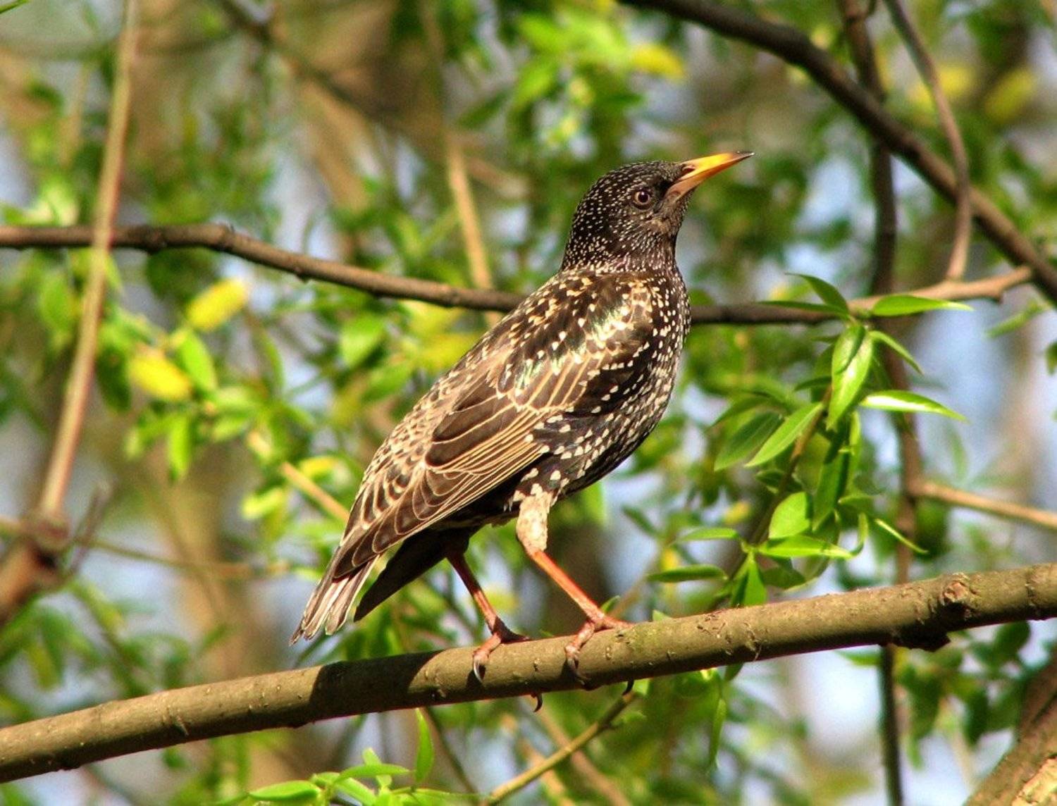 птица, скворец, весна, Юрий Соколков