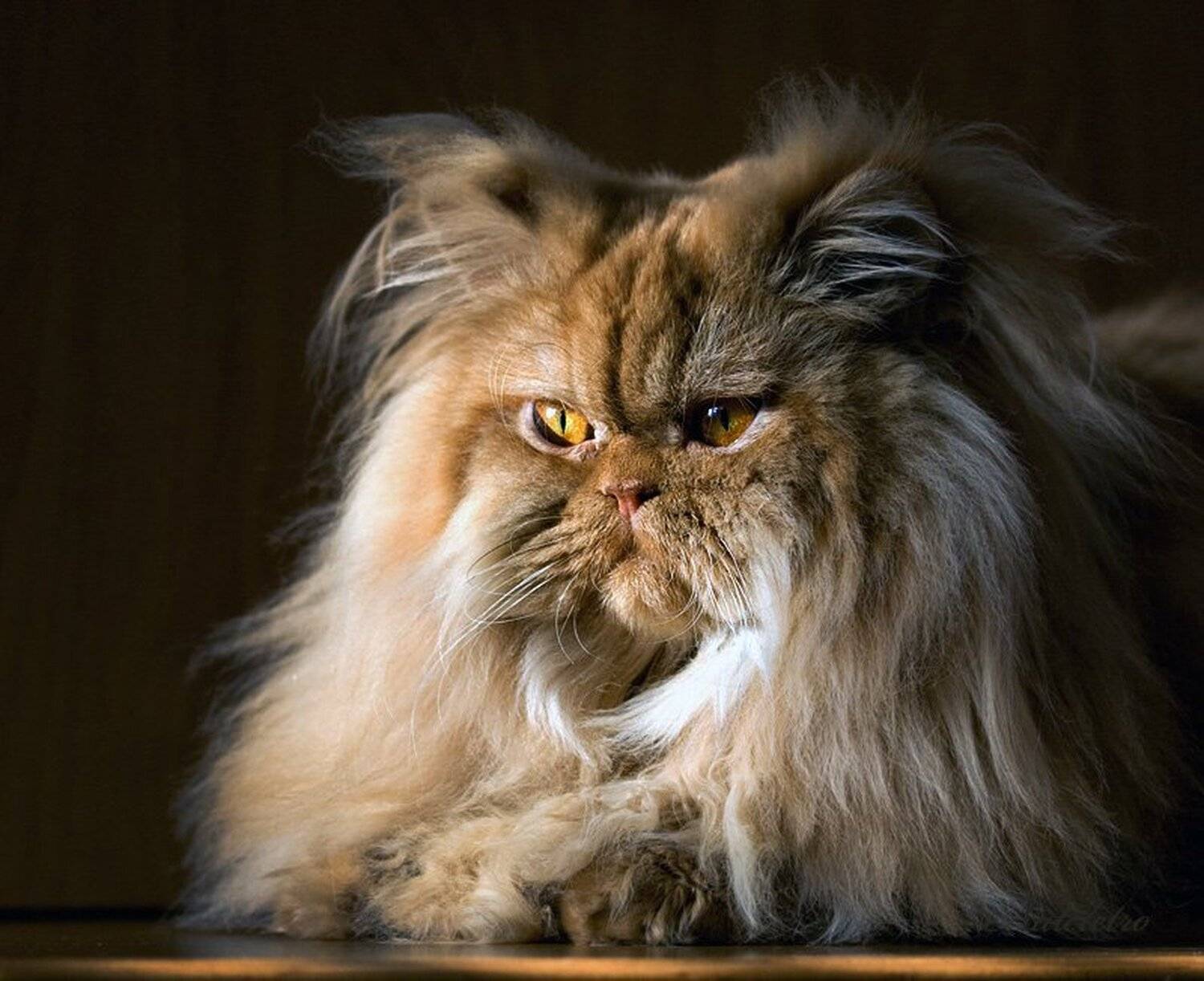 рыжий, персидский, кот, Nateletro