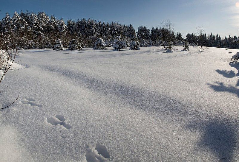 зимняя, сказка О зайцах... фото превью