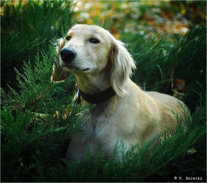 Стихотворное настроение фото превью