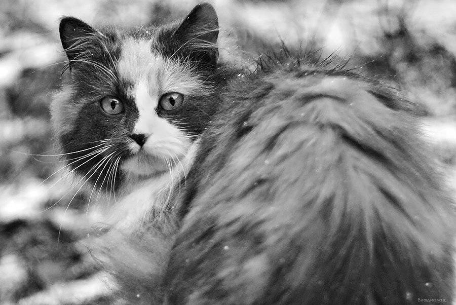 , Владислав.