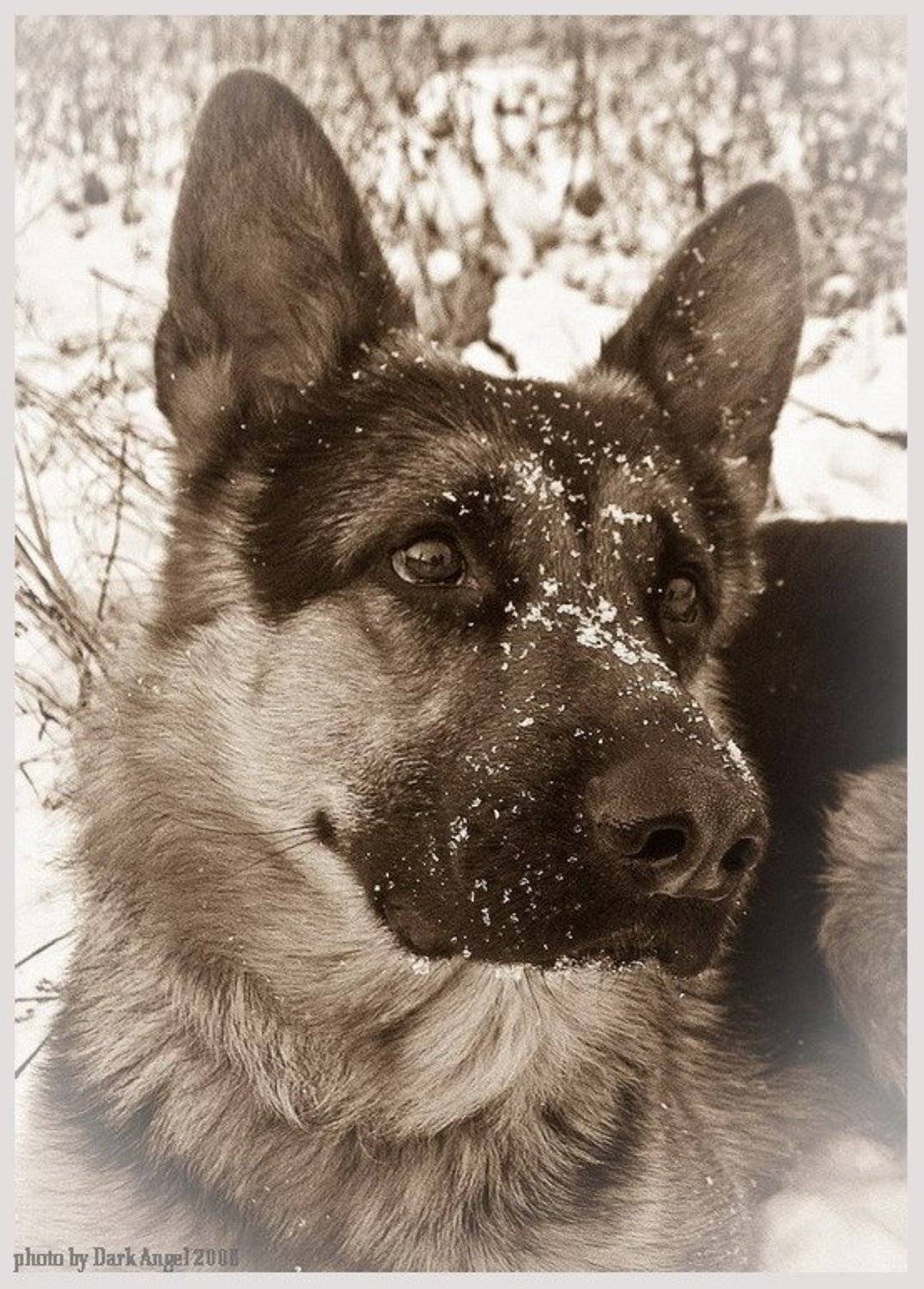 winter,dagon,немец,собака,овчарка,пес,снег, dark-angel