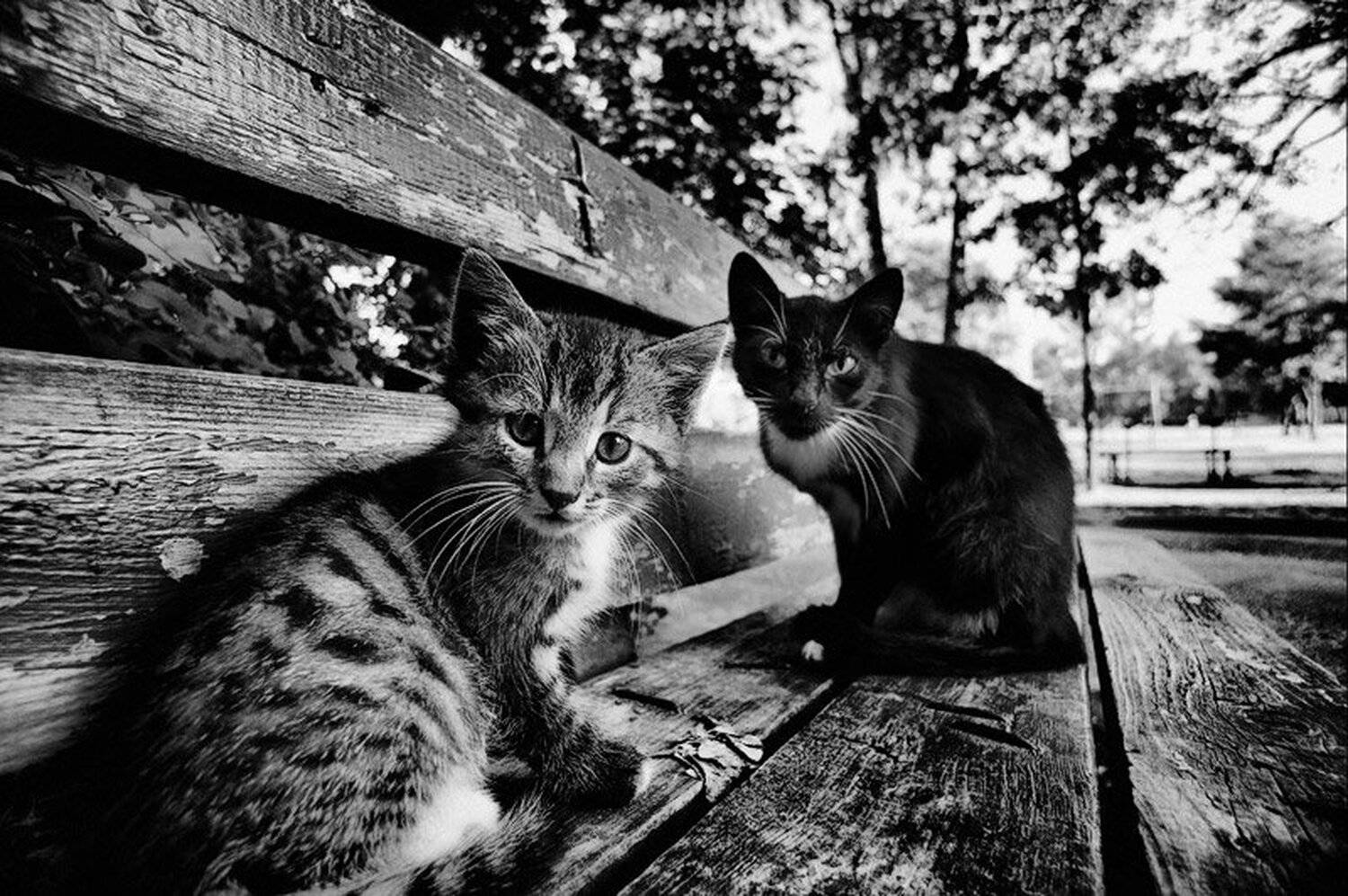 катафоты, nikodim