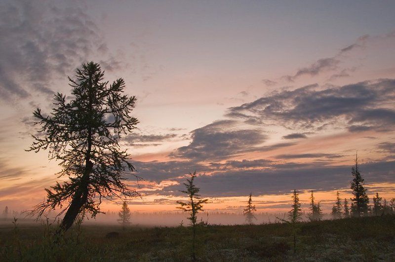 пейзаж, утро, туман, север, природа, утро заполярья фото превью
