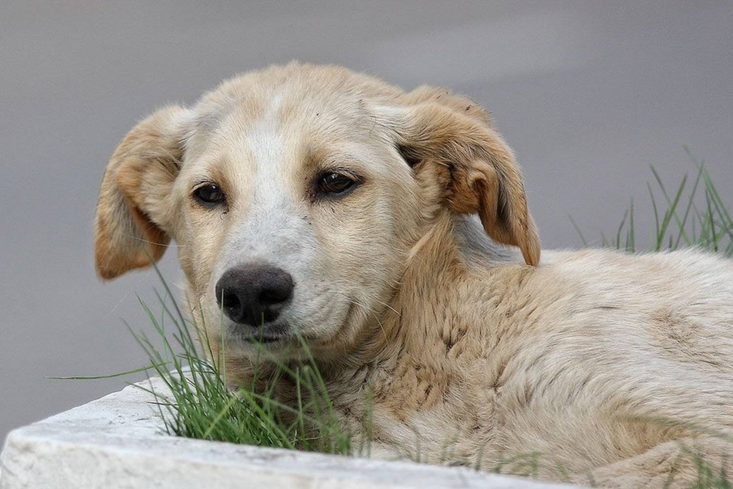 собака, улыбка, грусть, клумба, бездомный, Gerelen