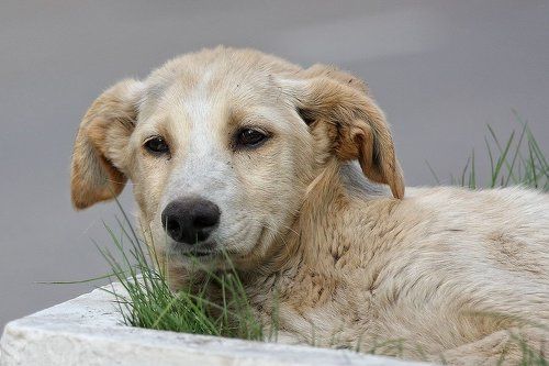 Улыбка с грустными глазами