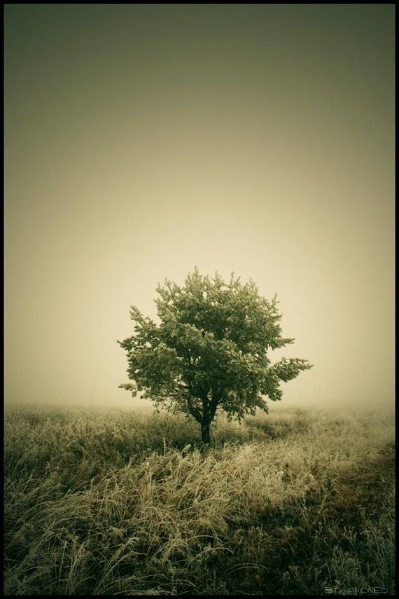 , Константин Стародубцев