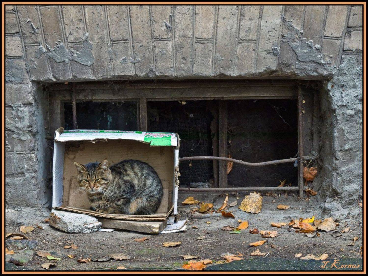 осень,кот,бомж,холодно,беспризорник, Татьяна Корнус