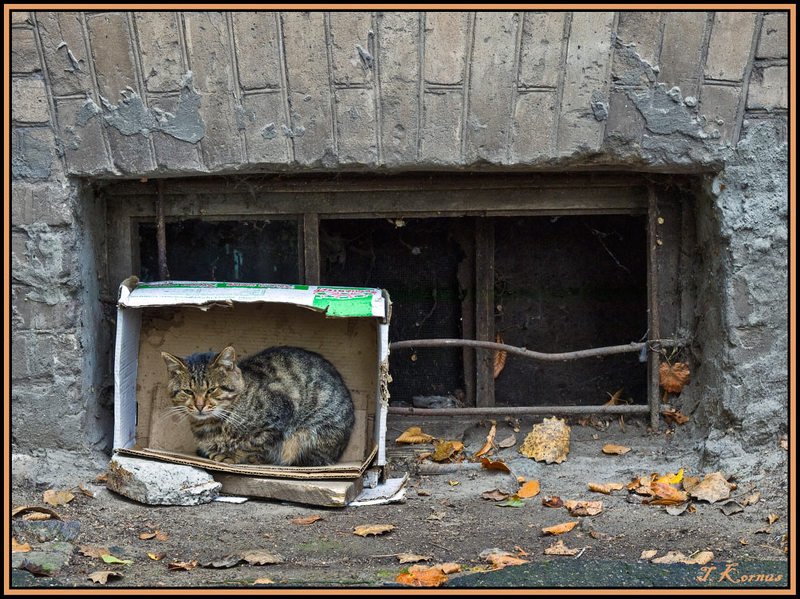 осень,кот,бомж,холодно,беспризорник Осень фото превью