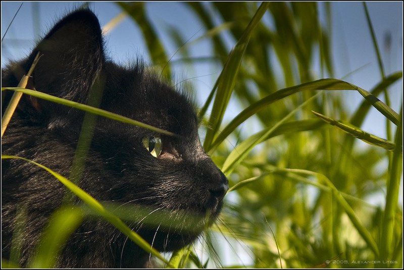 кот,охота,сосредоточенность,заросли Не камышовый... фото превью