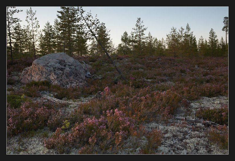 Вересковый вечер фото превью