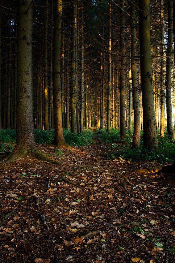 пейзаж, лес, remak