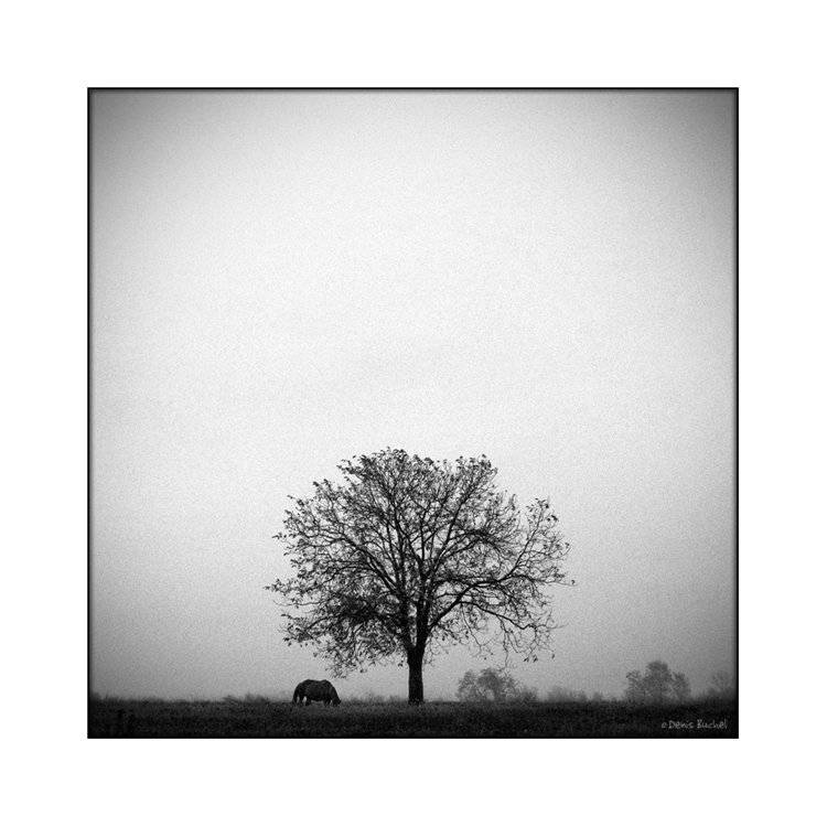 , Denis Buchel