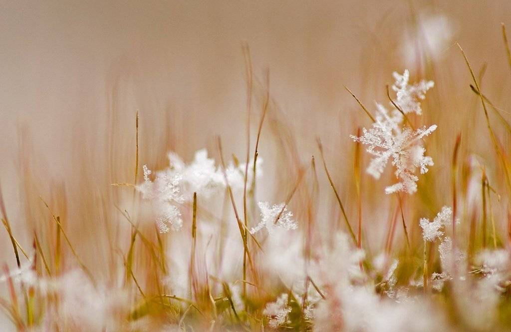 мох, снег. макро, Юлия